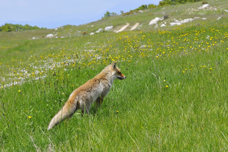 Le due comari: 2a tranche